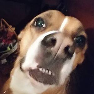 Meet your Posher, Becky